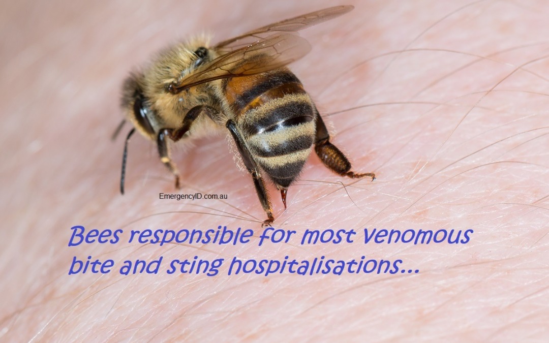 Bees responsible for most venomous bite and sting hospitalisations